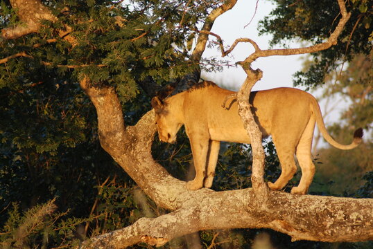 Young lion very early in the morning at Kruger park South Africa