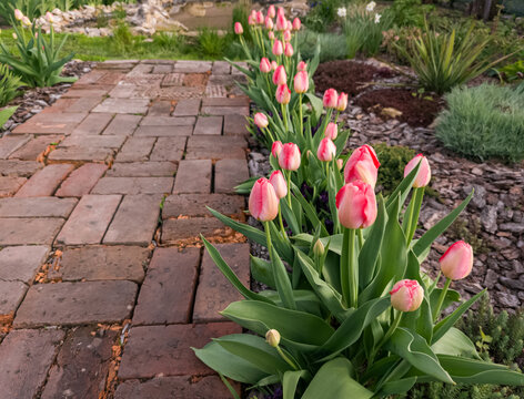 Spring Garden Border: Judith Leyster Tulips Lined Along an Antique Red Brick Path