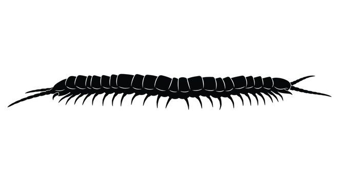 centipede silhouette on white background high quality professional detailed modern elegant