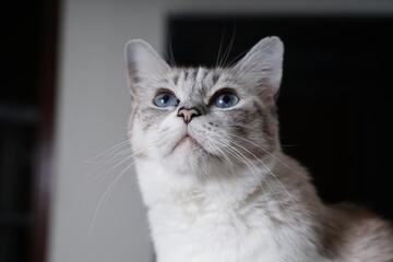 cute, playful, cat, american, blue, eyes, kitten, fur, domestic, eye, pets, cats, feline, whiskers, white, grey, portrait, pet, animal © Ahmed J.R