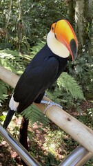 Naklejka premium Bright toucan perched on a wooden rail in a lush Brazilian rainforest during a sunny day in summer
