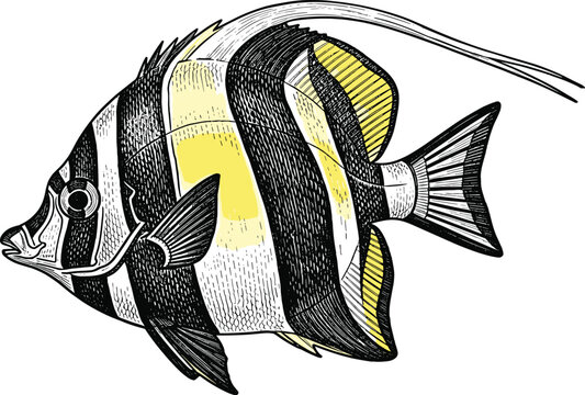 Vintage engraved tropical angelfish vector with striped fins marine ocean wildlife illustration