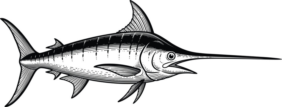 Vintage engraved swordfish vector with long bill detailed fins and marine ocean wildlife