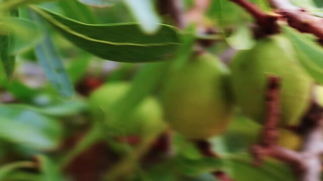 Moroccan argan tree