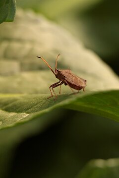 green shield bug