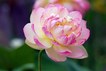 Fototapeta premium Lotus flower Nelumbo nucifera, known by a number of names including Indian Lotus, Sacred Lotus, Bean of India is a plant in the monogeneric family Nelumbonaceae.