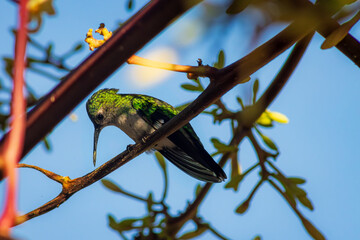 Obraz premium Emerald green with white belly humming bird seen in the Atlantic Forest of Rio de Janeiro, Brazil, problably a Versicolor Emerald.