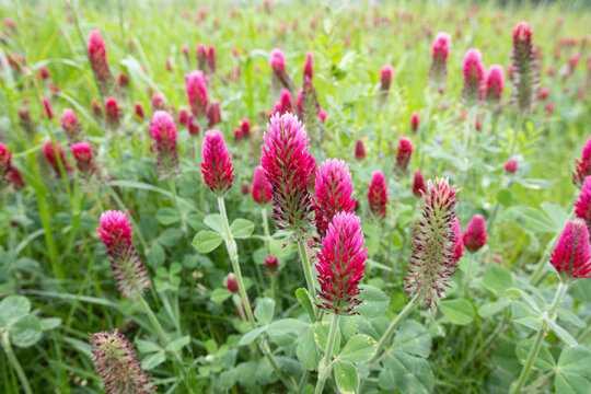 group of crimson clover growing in green meadow in springtime. trifolium incarnatum