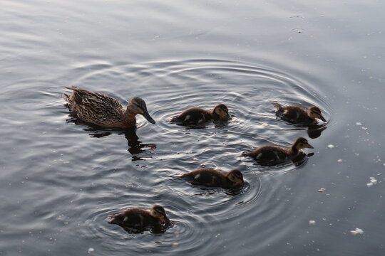 duck and ducklings in the water