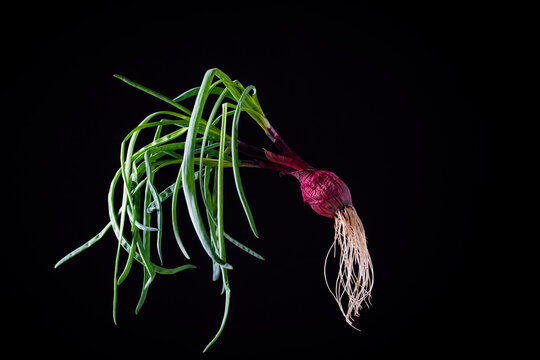 Studio photo of a red spring onion with long roots and green feathers on a rich black background, closeup. Aesthetic and minimalistic look of the ingredient