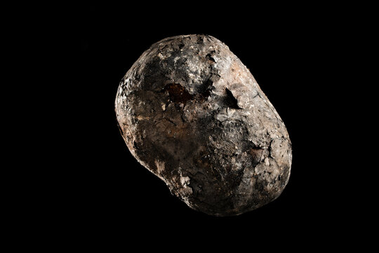 Whole roasted potato with charred skin on black background. Potato baked in coals showing a dark cracked and ashy skin. Professional macro shot for organic food or rustic cooking concepts