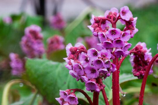 Bergenia crassifolia. Saxifragaceae in the rain close-up in a home garden with raindrops