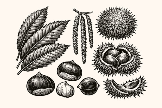 Vintage botanical engraving of chestnut tree elements featuring serrated leaves, catkins, spiky husks, and edible nuts. Detailed woodcut style illustration for nature, food, and autumn themes.