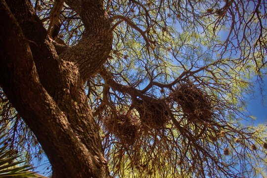 Vista en contrapicado de grandes nidos comunitarios en un &aacute;rbol de Cald&eacute;n, Cordoba, Argentina