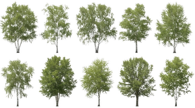 Green birch png White trunk cutout Deciduous tree png Leafy plant cutout Forest flora png Summer foliage cutout Tall betula png Silver birch cutout Natural isolated transparent background image