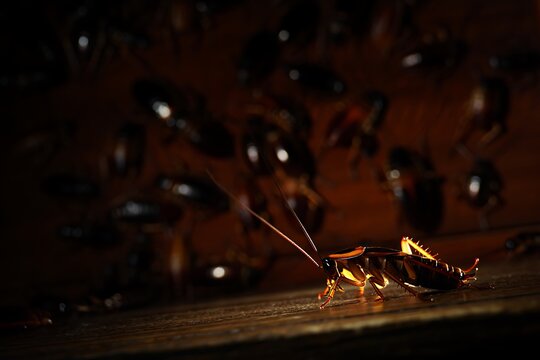 Silverfish insects crawling on wooden floor surface in sunlight macro closeup showing tiny household pests infestation detail with antennae legs body texture and natural shadow