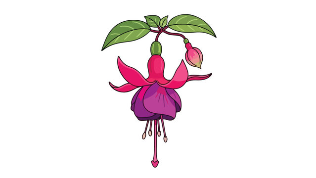 Illustration of a vibrant fuchsia flower with green leaves on a white background, showcasing its distinctive drooping stamens and petals.