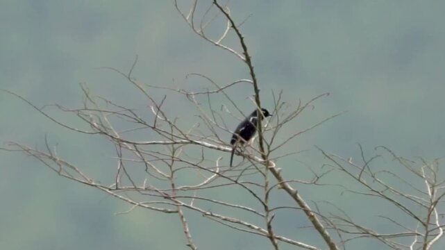 Pied bush chat (Saxicola caprata, Decu belang, Pied Stonechat, Pied Chat, Tarier pie, Tarabilla p&iacute;a) on dry wood