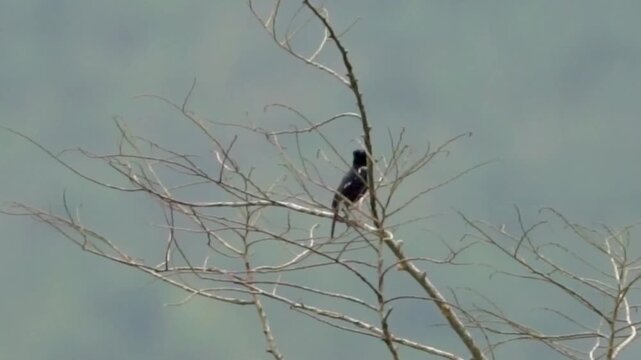 Pied bush chat (Saxicola caprata, Decu belang, Pied Stonechat, Pied Chat, Tarier pie, Tarabilla p&iacute;a) on dry wood