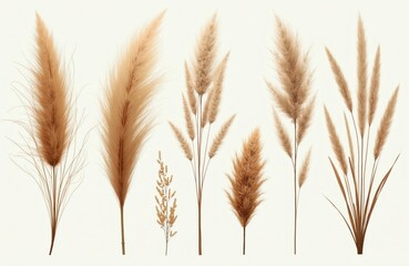 Fototapeta premium Collection of dried pampas grass stems and other reeds in neutral beige and brown tones. Various sizes and textures create a natural minimalist botanical arrangement for decor.