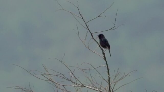 Pied bush chat (Saxicola caprata, Decu belang, Pied Stonechat, Pied Chat, Tarier pie, Tarabilla p&iacute;a) on dry wood