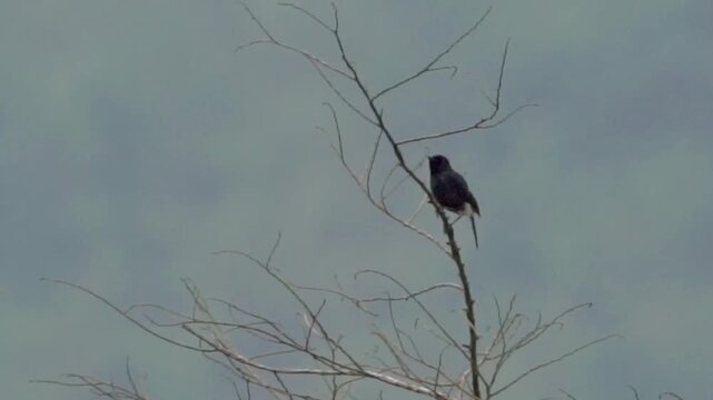 Pied bush chat (Saxicola caprata, Decu belang, Pied Stonechat, Pied Chat, Tarier pie, Tarabilla p&iacute;a) on dry wood