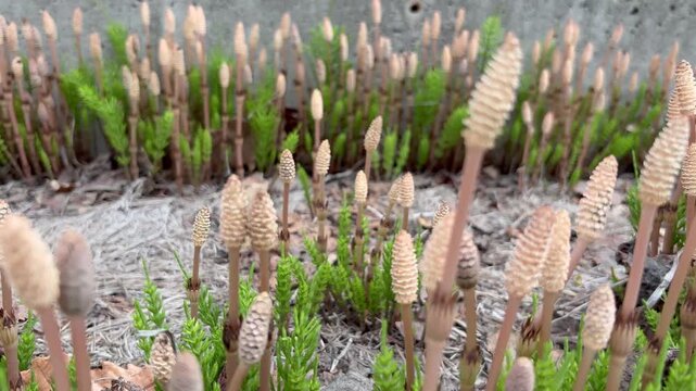 A slider shot of horsetails lined up in a row
