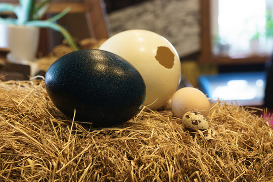 Four different types of eggs including an ostrich egg, an emu egg, a quail egg, and a chicken egg resting on a bed of straw in a rustic indoor setting