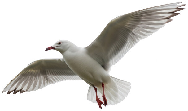 White seagull png flying bird cutout soaring gull png marine animal cutout seabird wildlife png gull bird cutout flying seagull png white flying bird cutout isolated transparent background image