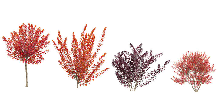 Collection of cotinus plants on transparent background