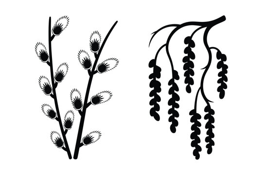 Black silhouette vector of pussy willow branch and hanging tree catkins