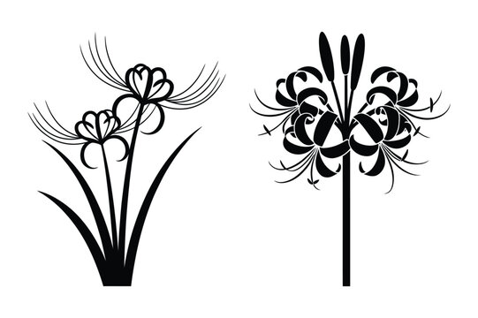 Spider lily flower silhouettes in minimalist black and white vector