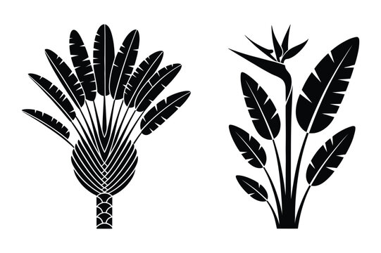 Tropical traveler palm and bird of paradise flower plant silhouettes