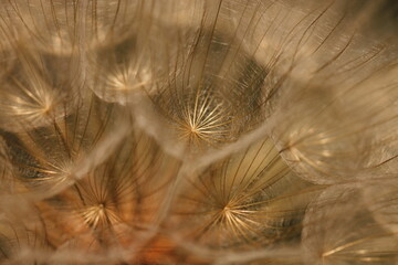 primo piano di un fiore di dente di leone con i semi al tramonto © Simona