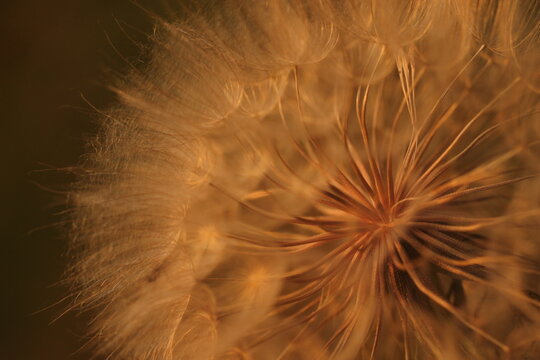 primo piano di un fiore di dente di leone con i semi al tramonto