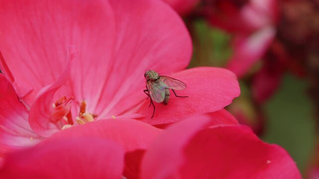 Black fly resting on pink flower petal macro close up stock footage