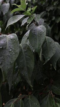 leaves after a rain storm