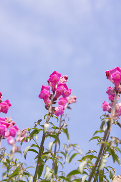 low angle view of pink flowers against blue sky