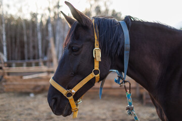 Profile portrait of a dark horse in a yellow halter against a background of trees and a wooden fence © WoodHunt