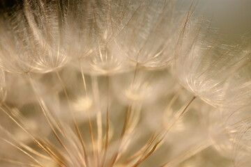 primo piano di un fiore di dente di leone con i semi al tramonto © Simona