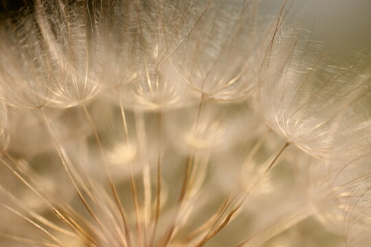 primo piano di un fiore di dente di leone con i semi al tramonto