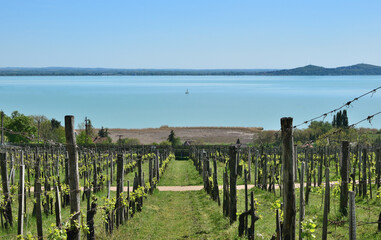 Obraz premium Vineyard rows, leading to Lake Balaton from Folly Arboretum, Hungary.