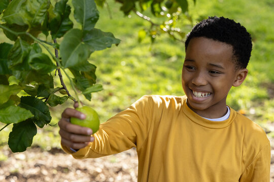 African American child reaching for green apple on leafy branch in sunlit yard wearing yellow shirt
