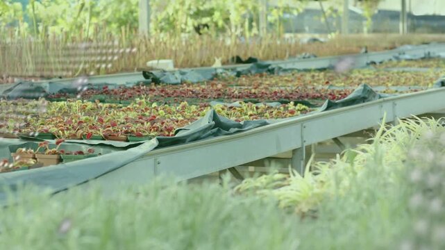 Dotted overlay shifting left, revealing raised bench and starts in nursery for growth monitoring