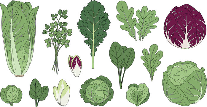 Leafy Greens and Herbs Icon Set with Romaine, Spinach, Kale, and Lettuce for Healthy Eating, Cooking, and Nutrition Designs