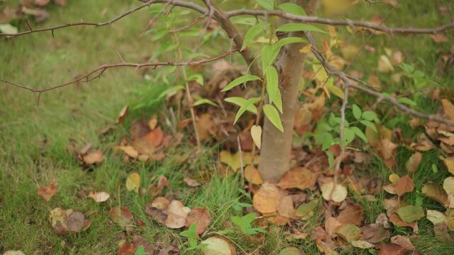 Closeup tree base with mushrooms, surrounded by fallen leaves, damp grass and textured bark small sapling shoots and moist soil create earthy autumnal mood scene suggests gardener inspection, forager