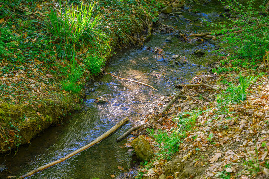Sunlight sparkles on a shallow forest stream flowing through lush green vegetation