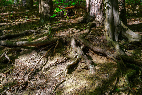 Exposed tree roots winding across the forest floor in dappled sunlight