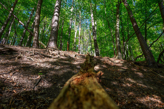 Sunlight filters through lush green forest canopy onto a mossy forest floor