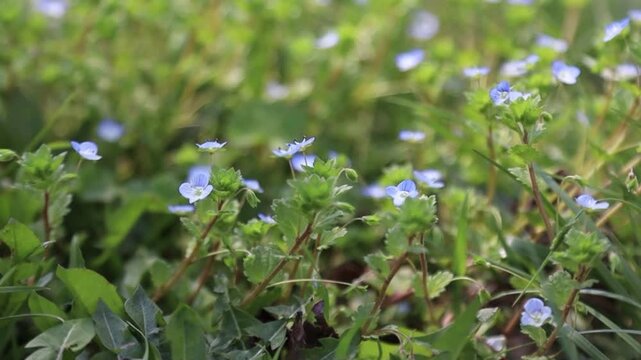 Static Close-up of Delicate Blue Speedwell Flowers in Green Meadow Field